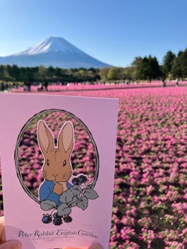 富士芝桜まつり(富士本栖湖リゾート)に投稿された画像（2025/5/7）