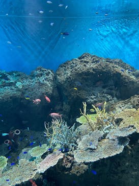 アクアワールド茨城県大洗水族館に投稿された画像（2025/5/7）