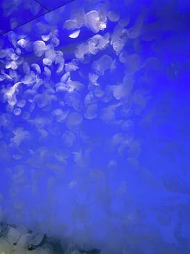 アクアワールド茨城県大洗水族館に投稿された画像（2025/5/7）