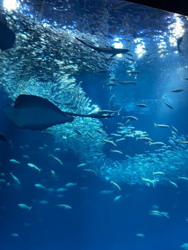 アクアワールド茨城県大洗水族館に投稿された画像（2025/5/7）