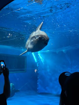 アクアワールド茨城県大洗水族館に投稿された画像（2025/5/7）