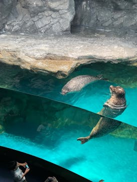 アクアワールド茨城県大洗水族館に投稿された画像（2025/5/7）