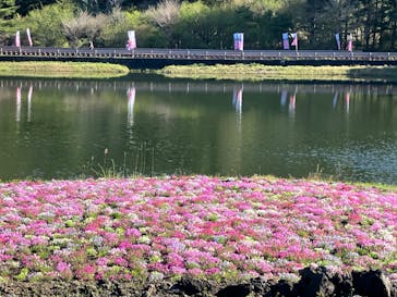 富士芝桜まつり(富士本栖湖リゾート)に投稿された画像（2025/5/7）