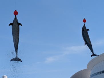 名古屋港水族館に投稿された画像（2025/5/7）