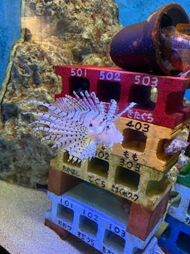 竹島水族館に投稿された画像（2025/5/7）