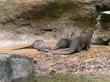 仙台うみの杜水族館に投稿された画像（2025/5/7）