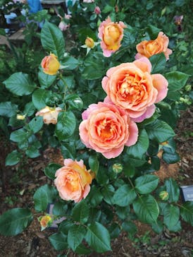 京成バラ園に投稿された画像（2025/5/7）