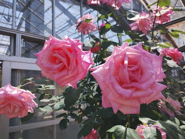 京成バラ園に投稿された画像（2025/5/7）