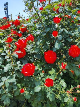 京成バラ園に投稿された画像（2025/5/7）