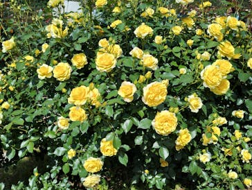 京成バラ園に投稿された画像（2025/5/7）