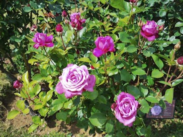 京成バラ園に投稿された画像（2025/5/7）