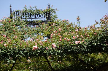 横浜イングリッシュガーデンに投稿された画像（2025/5/7）