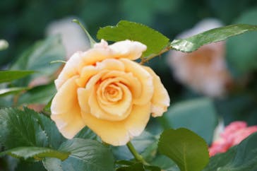 横浜イングリッシュガーデンに投稿された画像（2025/5/7）