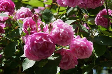 横浜イングリッシュガーデンに投稿された画像（2025/5/7）