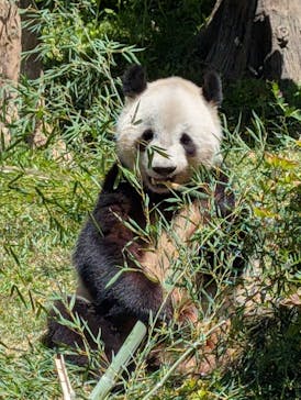 恩賜上野動物園に投稿された画像（2025/5/7）