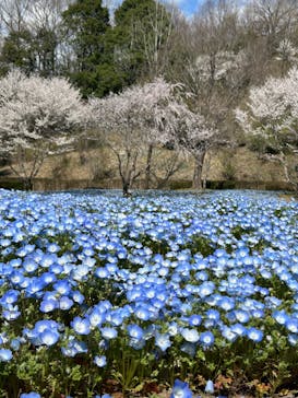 ぎふワールド・ローズガーデンに投稿された画像（2025/5/7）
