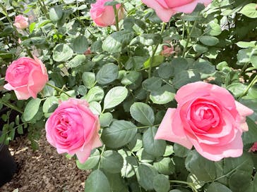 京成バラ園に投稿された画像（2025/5/7）