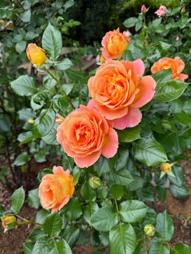 京成バラ園に投稿された画像（2025/5/7）