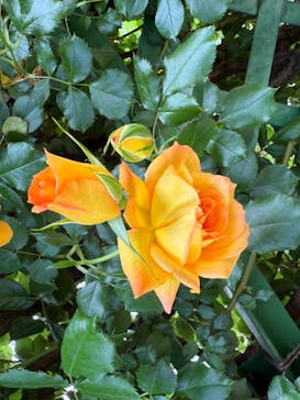 京成バラ園に投稿された画像（2025/5/7）