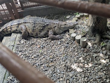 熱川バナナワニ園に投稿された画像（2025/5/8）