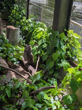 伊豆アニマルキングダムに投稿された画像（2025/5/8）