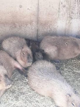 伊豆シャボテン動物公園に投稿された画像（2025/5/8）