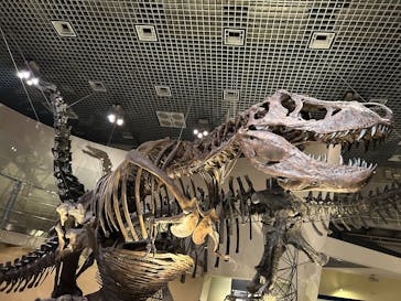国立科学博物館に投稿された画像（2025/5/8）