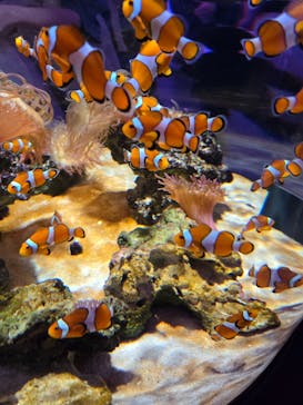 NIFREL（ニフレル）に投稿された画像（2025/5/8）