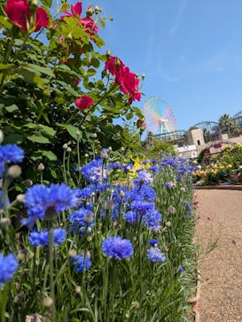 ひらかたパークに投稿された画像（2025/5/8）