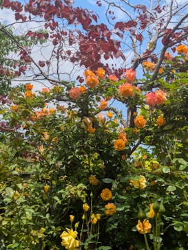 横浜イングリッシュガーデンに投稿された画像（2025/5/8）