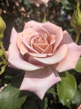 横浜イングリッシュガーデンに投稿された画像（2025/5/8）