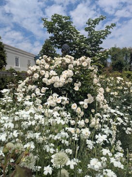 横浜イングリッシュガーデンに投稿された画像（2025/5/8）