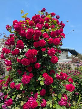 横浜イングリッシュガーデンに投稿された画像（2025/5/8）