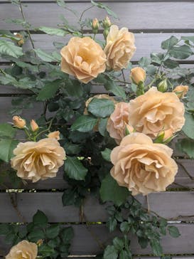 横浜イングリッシュガーデンに投稿された画像（2025/5/8）