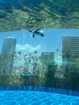 サンシャイン水族館に投稿された画像（2025/5/8）