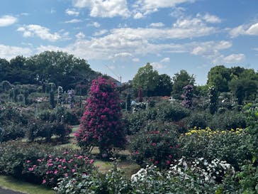 京成バラ園に投稿された画像（2025/5/8）