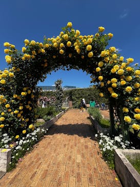 京成バラ園に投稿された画像（2025/5/8）