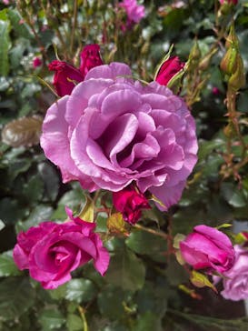 京成バラ園に投稿された画像（2025/5/8）