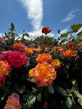 京成バラ園に投稿された画像（2025/5/8）