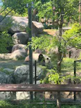 恩賜上野動物園に投稿された画像（2025/5/8）