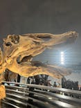 福井県立恐竜博物館に投稿された画像（2025/5/8）