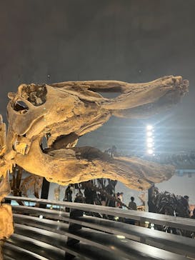 福井県立恐竜博物館に投稿された画像（2025/5/8）