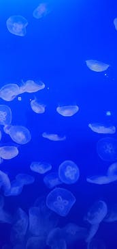 新江ノ島水族館に投稿された画像（2025/5/8）