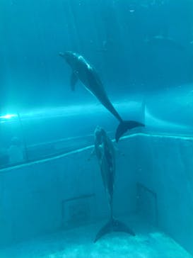 太地町立くじらの博物館に投稿された画像（2025/5/8）