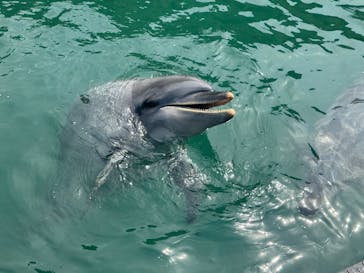 太地町立くじらの博物館に投稿された画像（2025/5/8）