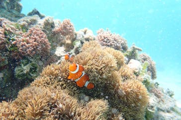 nico 宮古島に投稿された画像（2025/5/8）