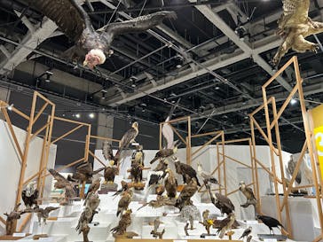 特別展「鳥～ゲノム解析が解き明かす新しい鳥類の系統～」に投稿された画像（2025/5/8）