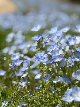 淡路ファームパーク イングランドの丘に投稿された画像（2025/5/8）