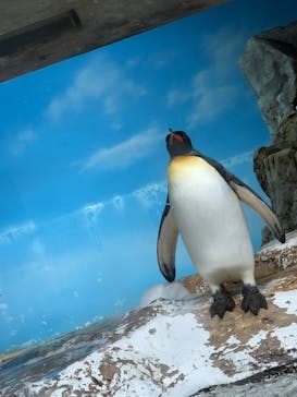 鴨川シーワールドに投稿された画像（2025/5/8）