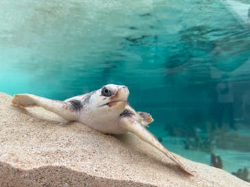 鴨川シーワールドに投稿された画像（2025/5/8）